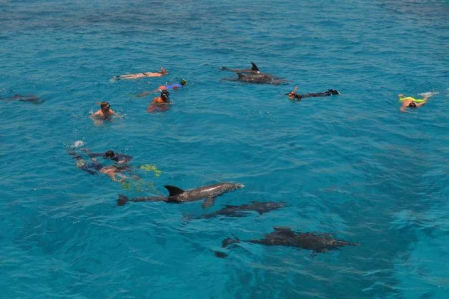 Egypt Tour packages Snorkeling trip to the dolphin house from Hurghada