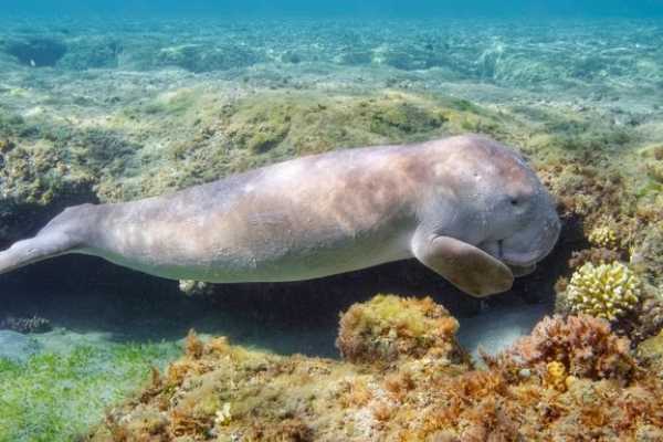 Abu Dabbab  Snorkeling Trip from Hurghada