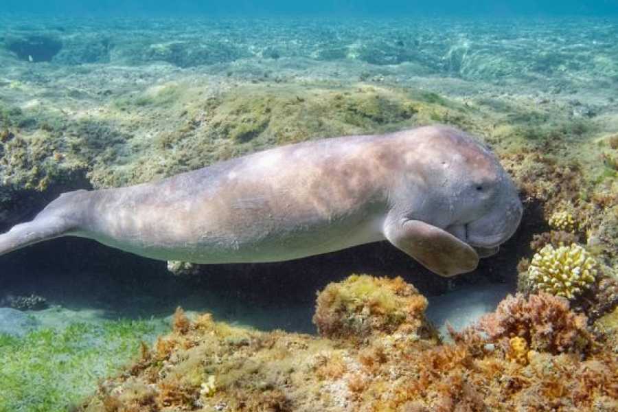 Egypt Tour packages Abu Dabbab  Snorkeling Trip from Hurghada