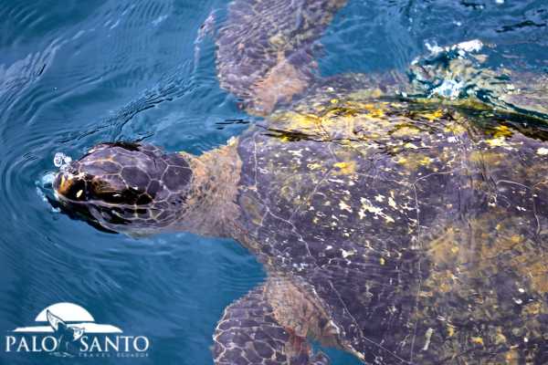 PUERTO LOPEZ| MAGICAL ISLANDS TOUR |SNORKELING | KAYAKING | SUBWING IN TURQUOISE WATERS
