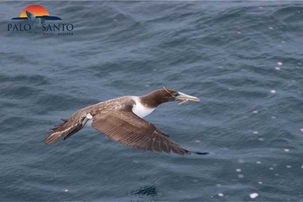 PUERTO LOPEZ| MAGICAL ISLANDS TOUR |SNORKELING | KAYAKING | SUBWING IN TURQUOISE WATERS