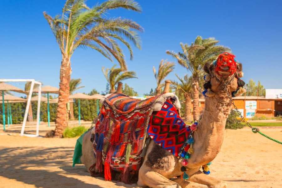 Egypt Tour packages 14 Days Egypt itinerary