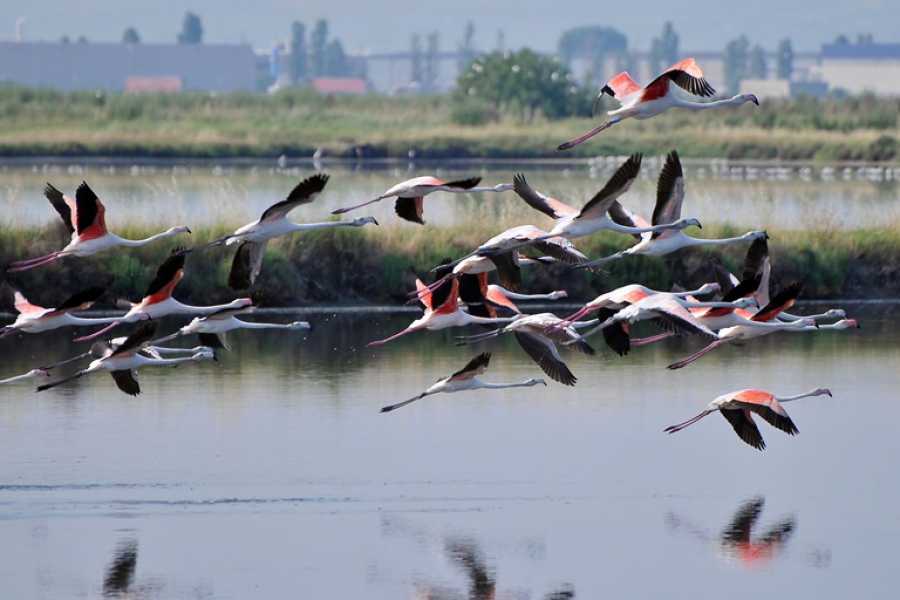 Discover Cervia (ERW) Salina - Nordic Walking in der Salinen