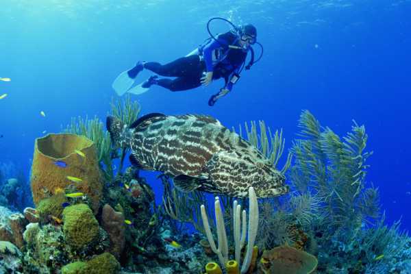 Shaab Samadai Snorkeling Trip From Marsa Alam