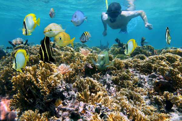 Shaab Samadai Snorkeling Trip From Marsa Alam