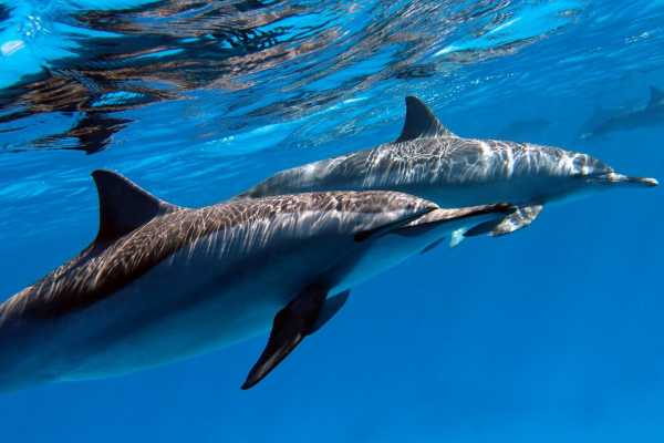 Shaab Samadai Snorkeling Trip From Marsa Alam
