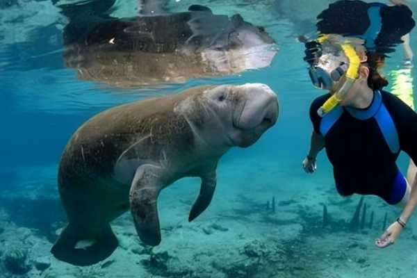 Abu Dabbab Snorkeling Trip from Marsa Alam