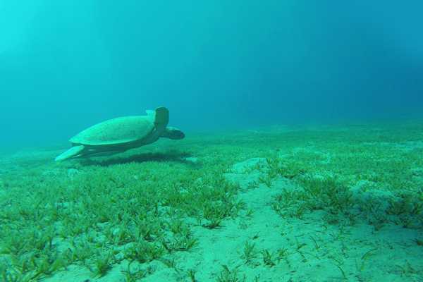 Half day snorkeling to Sharm El-Luli from Marsa Alam