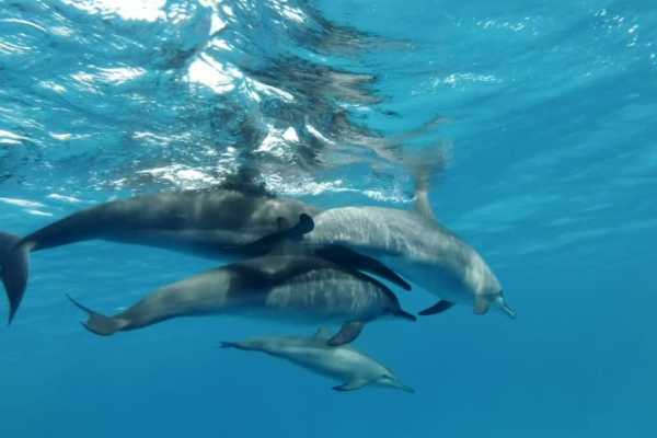 8 Days Egypt Tour Package Hurghada and Nile cruise