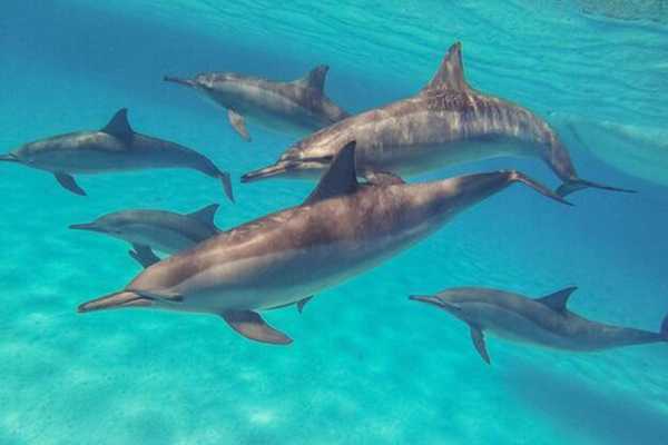 Private boat trip to to Satayh Dolphin Reef from Marsa Alam