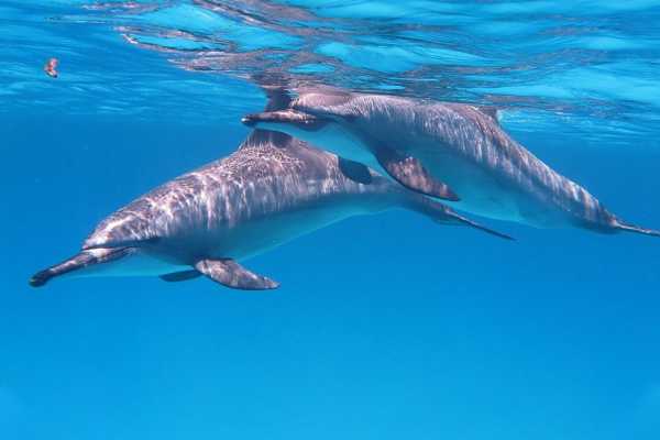 Private boat trip to to Satayh Dolphin Reef from Marsa Alam