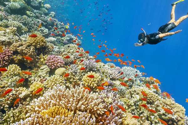 Marsa Mubarak Snorkeling Trip From Port Ghalib