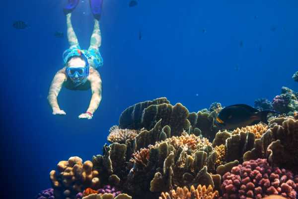 Marsa Mubarak Snorkeling Trip From Port Ghalib