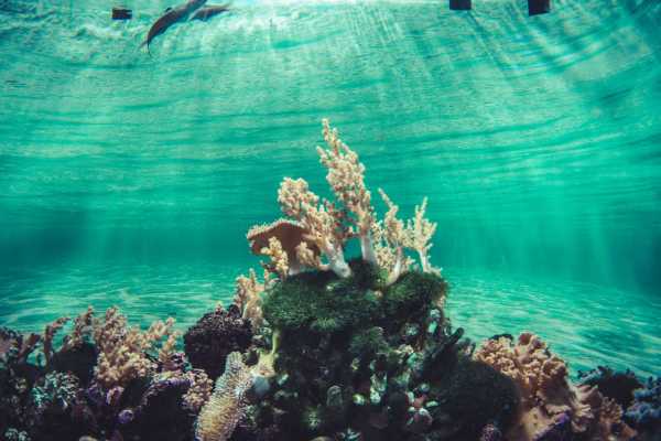 Marsa Mubarak Diving Trip From Port Ghalib