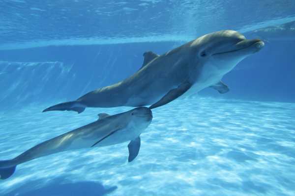 Private boat trip to to Satayh Dolphin Reef from Port Ghalib