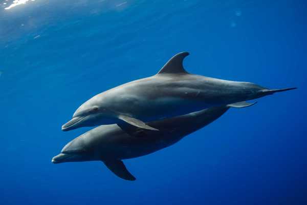 Private boat trip to to Satayh Dolphin Reef from Port Ghalib