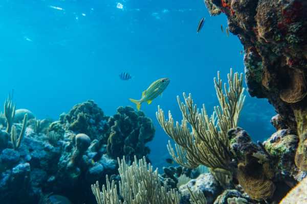 Shaab Samadai Snorkeling Trip From El Quseir
