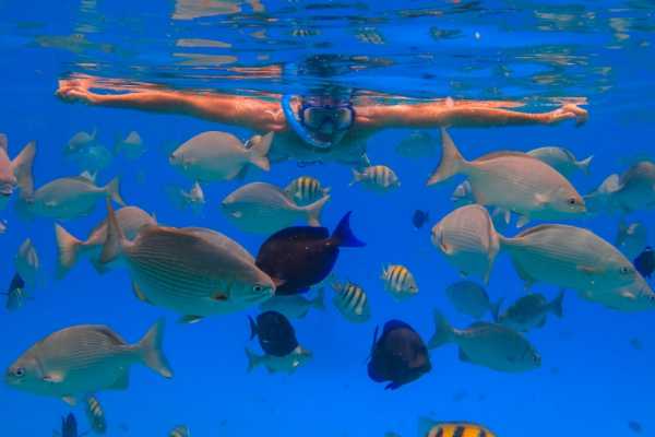 Shaab Samadai Snorkeling Trip From El Quseir