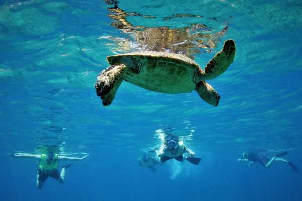 Shaab Samadai Snorkeling Trip From El Quseir
