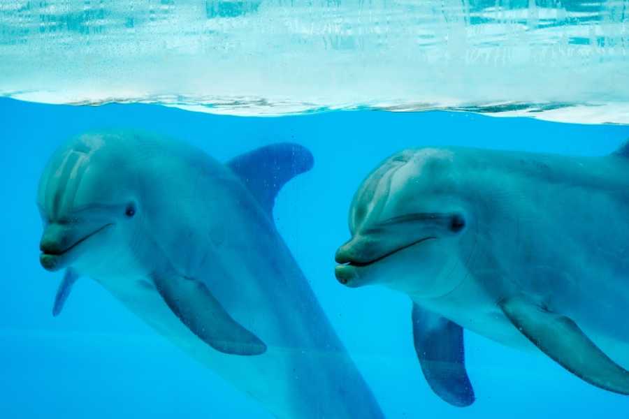 Egypt Tour packages Shaab Samadai Snorkeling Trip From El Quseir