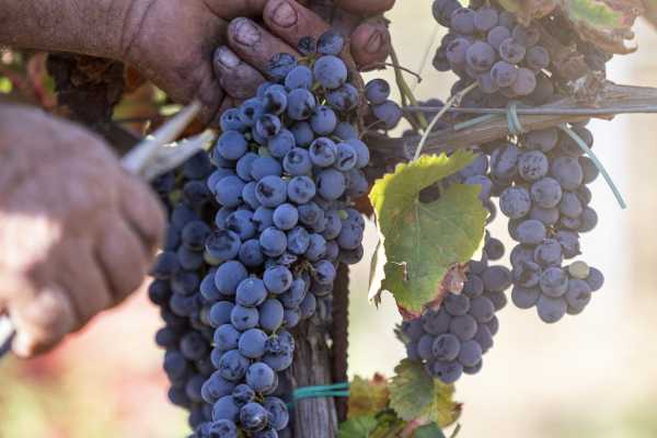 Tenuta Valle delle Ferle: Wine & food tasting a Caltagirone