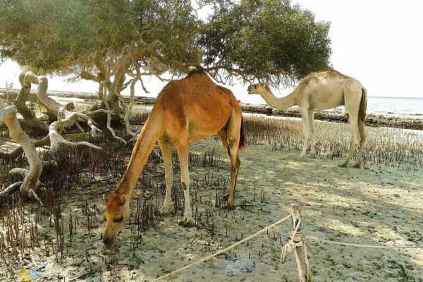 Private trip to wadi El Gemal from El Quseir