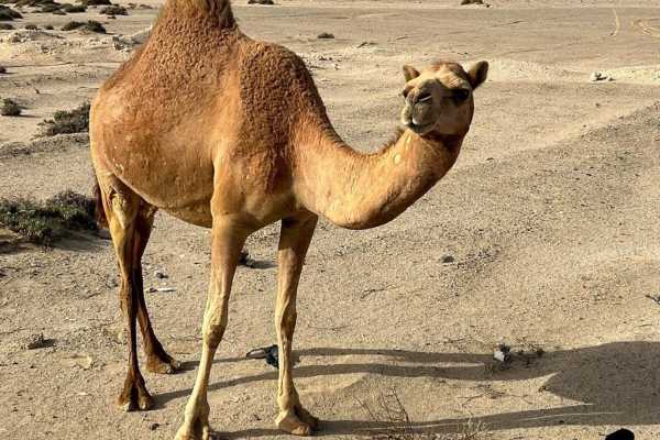 Private trip to wadi El Gemal from El Quseir