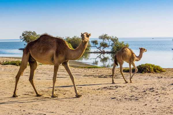 Private trip to wadi El Gemal from El Quseir