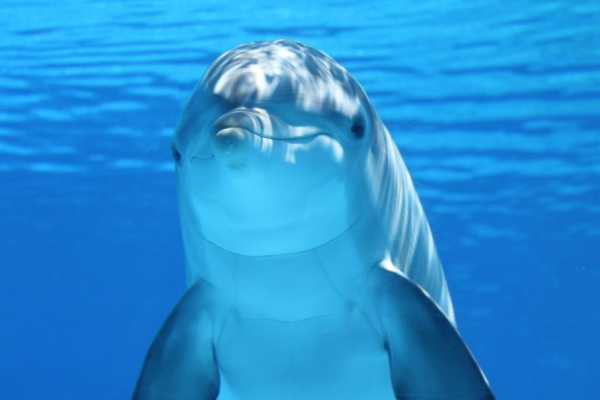 Private boat trip to to Satayh Dolphin Reef from El Quseir
