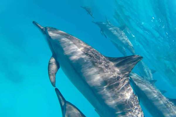 Private boat trip to to Satayh Dolphin Reef from El Quseir