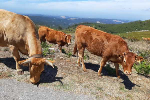 Algarve Easy Hiking and Culture