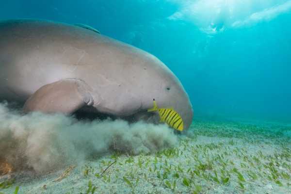 Abu Dabbab  Snorkeling Trip from El Gouna