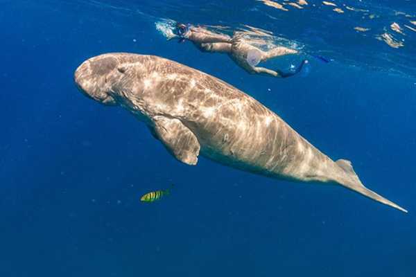 Abu Dabbab  Snorkeling Trip from El Gouna