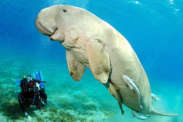 Abu Dabbab  Snorkeling Trip from El Gouna