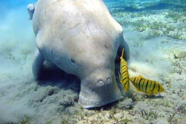 Abu Dabbab  Snorkeling Trip from El Gouna