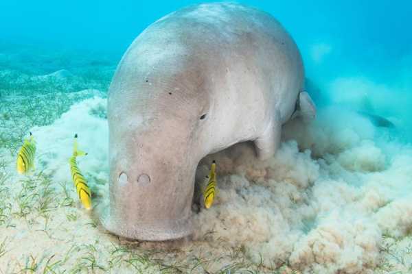 Abu Dabbab  Snorkeling Trip from El Gouna