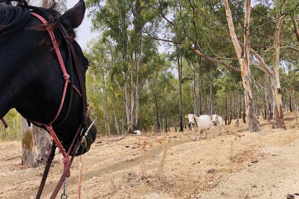 Passeggiata a cavallo da Sciacca a Caltabellotta e brunch con un pastore siciliano
