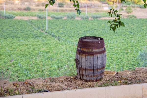 Wine Tasting & brunch in tenuta a Caltagirone