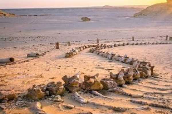 3 DAY TRIP TO FAYOUM OASIS FROM CAIRO