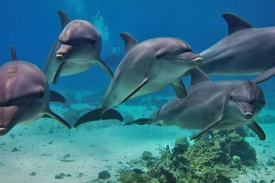 Tours to Egypt SNORKELING TRIP TO THE DOLPHIN HOUSE FROM HURGHADA