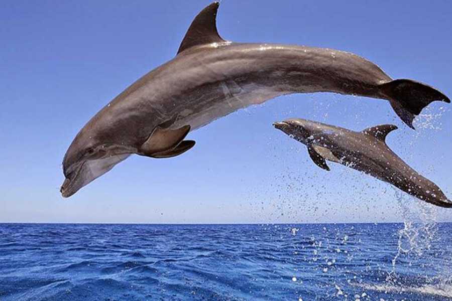 Tours to Egypt SNORKELING TRIP TO THE DOLPHIN HOUSE FROM HURGHADA