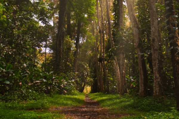 Arenal Sky Tram and Zip Line Tour