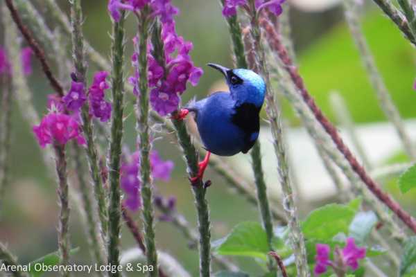 Arenal Sky Tram and Zip Line Tour