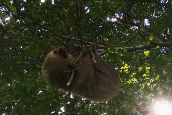Arenal Sky Tram and Zip Line Tour