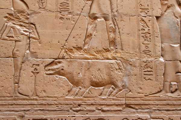 Day tour to Edfu temple and Kom Ombo temple from Luxor