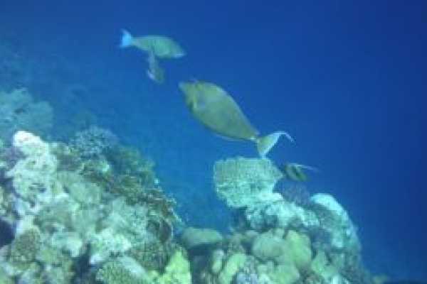The Best All Inclusive Trip To Egypt 2024/2025