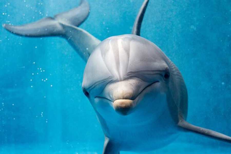 Egypt Tour packages Snorkeling trip to the dolphin house from Soma bay