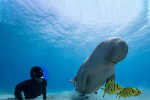 Abu Dabbab Dugong Snorkeling Trip from Soma bay