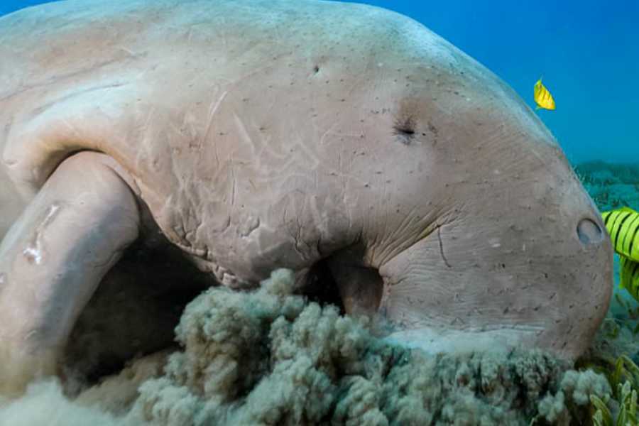 Egypt Tour packages Abu Dabbab Dugong Snorkeling Trip from Soma bay