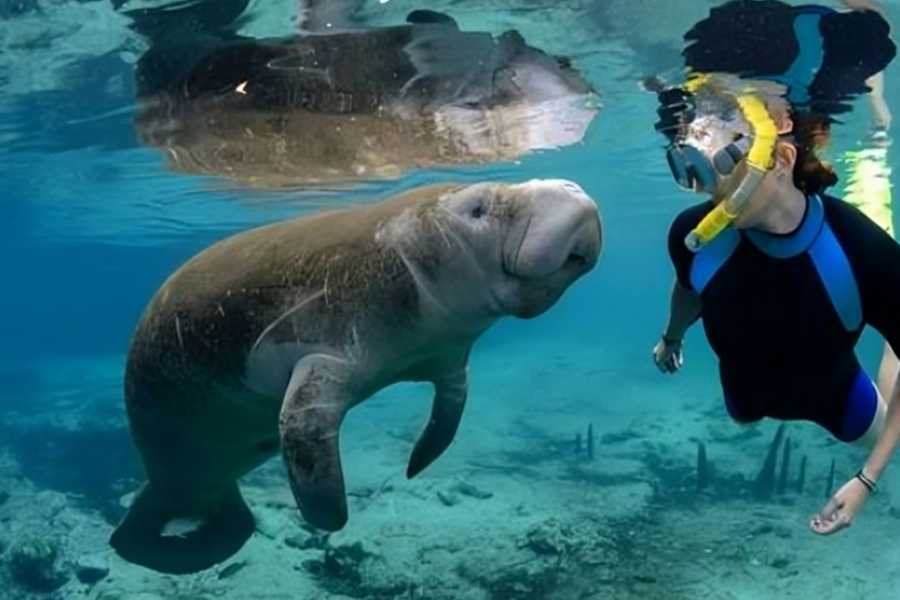 Egypt Tour packages Abu Dabbab Dugong Snorkeling Trip from Soma bay